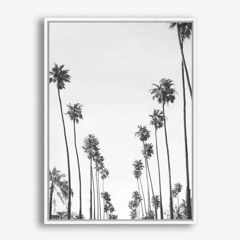 California Palms B&W Canvas Print