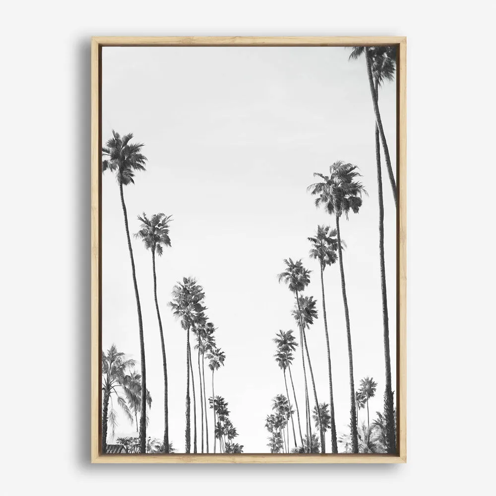 California Palms B&W Canvas Print