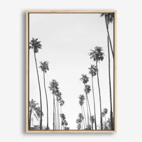 California Palms B&W Canvas Print