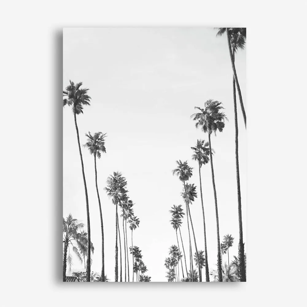 California Palms B&W Canvas Print